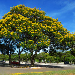 Brasília- DF- Brsil- 09/01/2015- Árvores da espécie Caesalpinia peltophoroides, conhecida popularmente como Sibipiruna, enfeitam a cidade de Brasília (Marcelo Camargo/Agência Brasil)