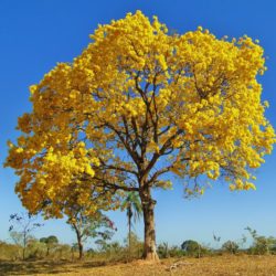 Ipe amarelo