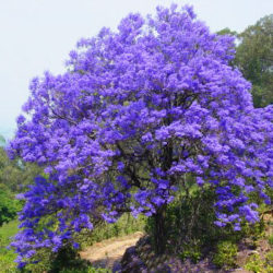 Ipe roxo
