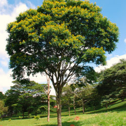 pau ferro